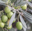 THOUSAND OLIVES ΑΠΟ ΒΙΟΛΟΓΙΚΟΥΣ ΕΛΑΙΩΝΕΣ
