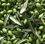 THOUSAND OLIVES 
